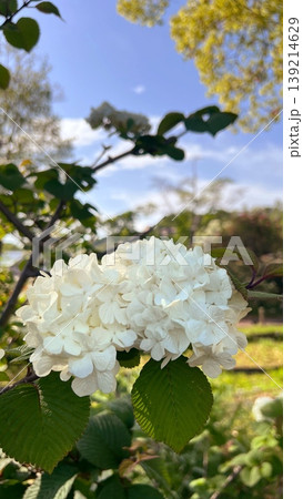 満開の大手毬の花、青空と白いオオデマリの花 満開の大手毬の花、青空と白いオオデマリの花 139214629