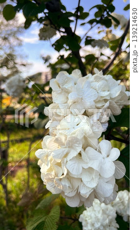 満開の大手毬の花、青空と白いオオデマリの花 満開の大手毬の花、青空と白いオオデマリの花 139214630