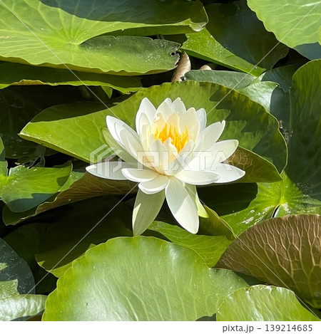 白い睡蓮の花、白い匂い未草の花、水辺のニオイヒツジグサの花、水生植物の白い睡蓮の花 白い睡蓮の花、白い匂い未草の花、水辺のニオイヒツジグサの花、水生植物の白い睡蓮の花 139214685