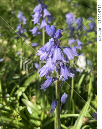薄紫色の釣鐘水仙の花、ベルの様な花びらの紫色の花 薄紫色の釣鐘水仙の花、ベルの様な花びらの紫色の花 139214719