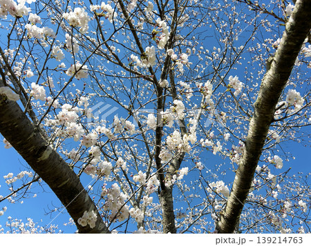 青空に映える満開の桜 139214763