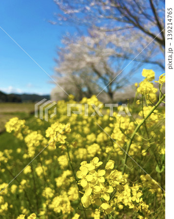 青空に映える菜の花 139214765