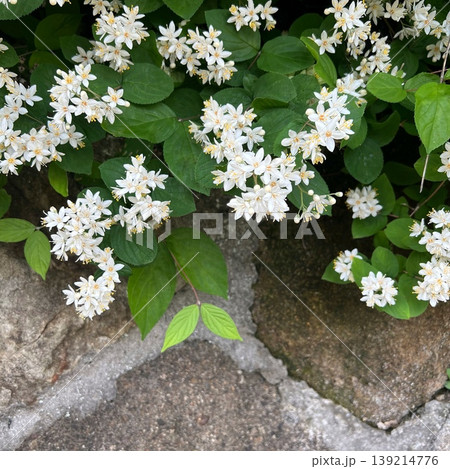 白い姫卯木の花、小さな白いヒメウツギの花、満開の白い花 白い姫卯木の花、小さな白いヒメウツギの花、満開の白い花 139214776