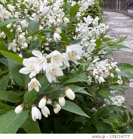白い姫卯木の花、小さな白いヒメウツギの花、満開の白い花 139214777
