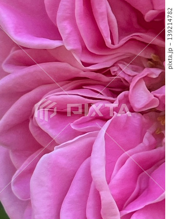 クローズアップしたピンク色のバラの花、ピンク色の薔薇ロサケンティフォリア クローズアップしたピンク色のバラの花、ピンク色の薔薇ロサケンティフォリア 139214782