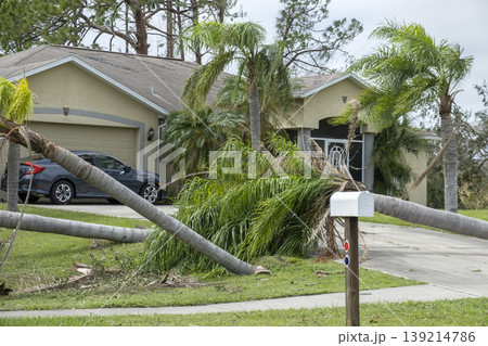 Tree removal after hurricane damage to palm tree in Florida home backyard. Fallen down debris after strong tropical storm winds. Consequences of natural disaster Tree removal after hurricane damage to palm tree in Florida home backyard. Fallen down debris after strong tropical storm winds. Consequences of natural disaster 139214786