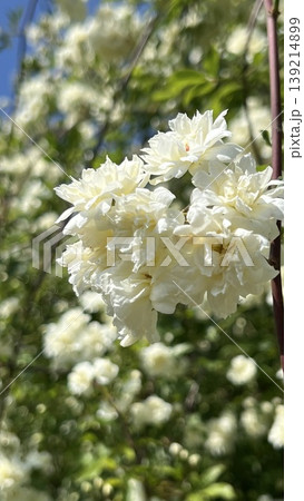 白い木工薔薇の花、モッコウバラの大きな木、満開の白い木工薔薇 白い木工薔薇の花、モッコウバラの大きな木、満開の白い木工薔薇 139214899