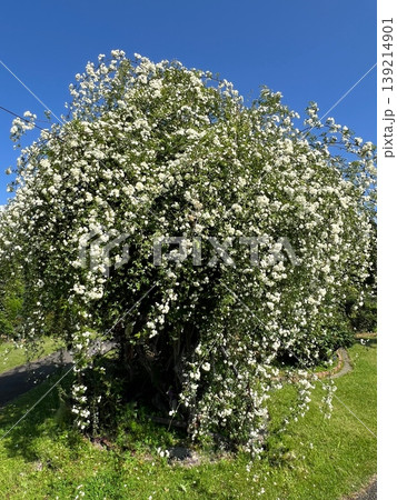 白い木工薔薇の花、モッコウバラの大きな木、満開の白い木工薔薇 139214901