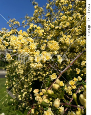 黄色い木工薔薇の花、青空と黄色いモッコウバラの花 黄色い木工薔薇の花、青空と黄色いモッコウバラの花 139214903