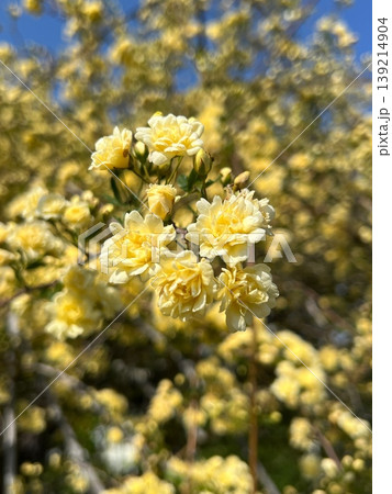 黄色い木工薔薇の花、青空と黄色いモッコウバラの花 黄色い木工薔薇の花、青空と黄色いモッコウバラの花 139214904