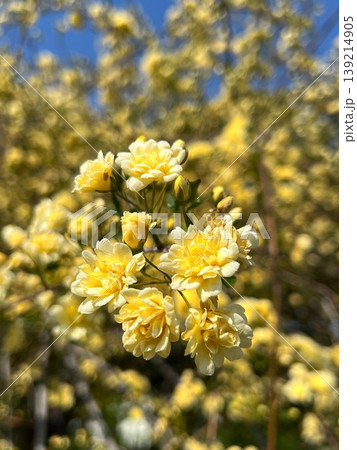 黄色い木工薔薇の花、青空と黄色いモッコウバラの花 139214905