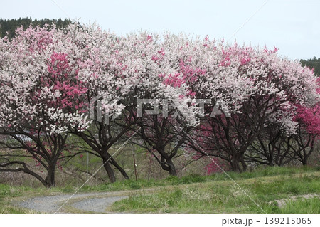 里山の満開の花の並木 139215065