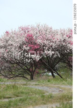 里山の満開の花の並木 里山の満開の花の並木 139215070