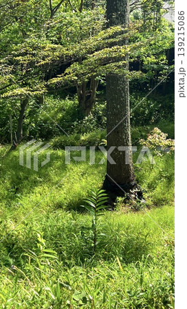 新緑の季節の森の風景、深緑の森の風景、若葉の季節の風景、芽吹の季節の風景 新緑の季節の森の風景、深緑の森の風景、若葉の季節の風景、芽吹の季節の風景 139215086