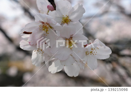 満開の桜 139215098