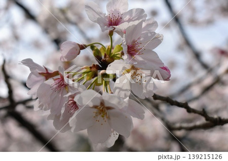 春の日差しを浴びる桜 139215126