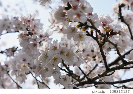 桜の花 桜の花 139215127