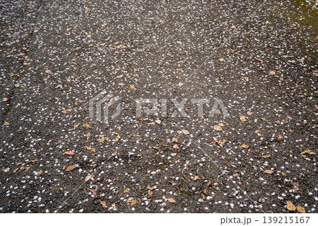 アスファルトに落ちた桜の花びら アスファルトに落ちた桜の花びら 139215167
