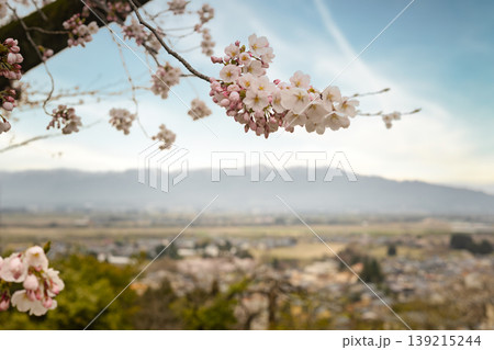 春の陽光に輝く桜の枝越しに広がる広大な街並みと残雪の連峰の景色 139215244