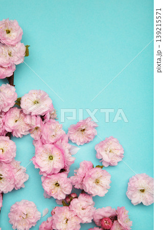 Pink almond flower blossoms in the spring on blue background. Vertical photo Pink almond flower blossoms in the spring on blue background. Vertical photo 139215571