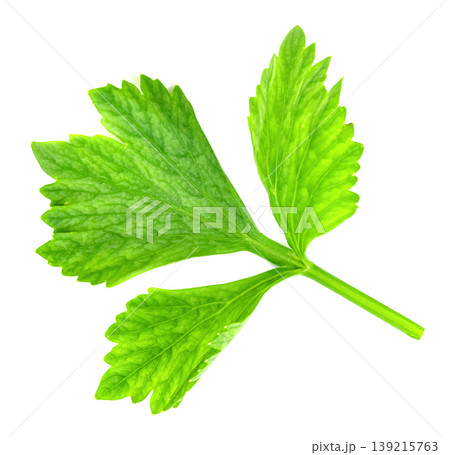 Fresh single green celery leaf isolated. Macro shot showing detailed organic texture of healthy herb sprig. Perfect for culinary use, food, and wellness stock photography themes. 139215763
