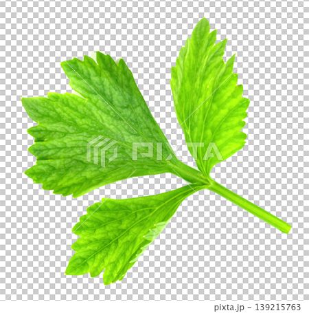 Fresh single green celery leaf isolated. Macro shot showing detailed organic texture of healthy herb sprig. Perfect for culinary use, food, and wellness stock photography themes. Fresh single green celery leaf isolated. Macro shot showing detailed organic texture of healthy herb sprig. Perfect for culinary use, food, and wellness stock photography themes. 139215763