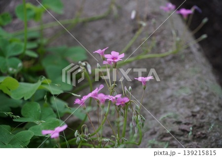 自然の庭の木の根元で咲く小さなピンクのカタバミの花 自然の庭の木の根元で咲く小さなピンクのカタバミの花 139215815