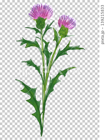 A hand-painted watercolor illustration of blooming thistle flowers. A hand-painted watercolor illustration of blooming thistle flowers. 139215833
