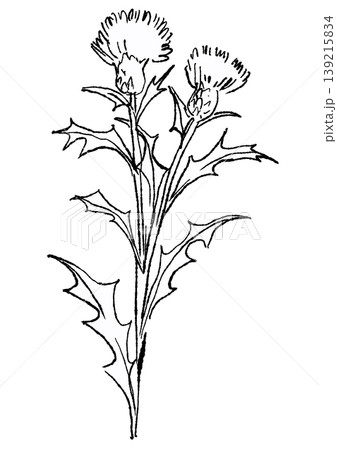 咲き誇るアザミの花の手描きの線画イラスト 咲き誇るアザミの花の手描きの線画イラスト 139215834