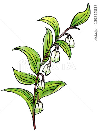 咲き誇るアマドコロの花の手描きの線画と水彩イラスト 139215838