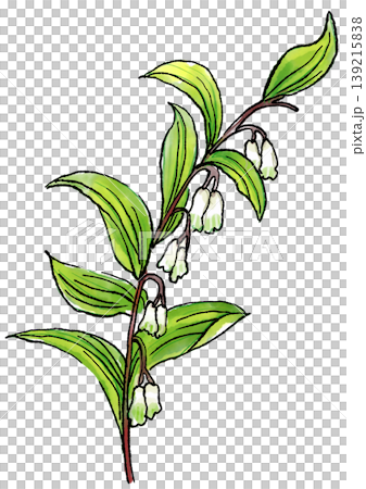 咲き誇るアマドコロの花の手描きの線画と水彩イラスト 139215838
