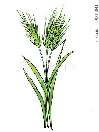咲き誇るオオムギの花の手描きの線画と水彩イラスト 咲き誇るオオムギの花の手描きの線画と水彩イラスト 139215841