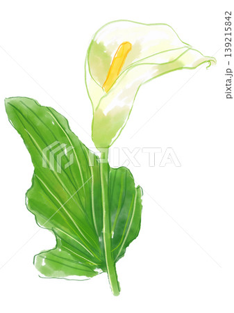 咲き誇るカラーの花の手描きの水彩イラスト 咲き誇るカラーの花の手描きの水彩イラスト 139215842