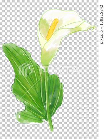 咲き誇るカラーの花の手描きの水彩イラスト 咲き誇るカラーの花の手描きの水彩イラスト 139215842