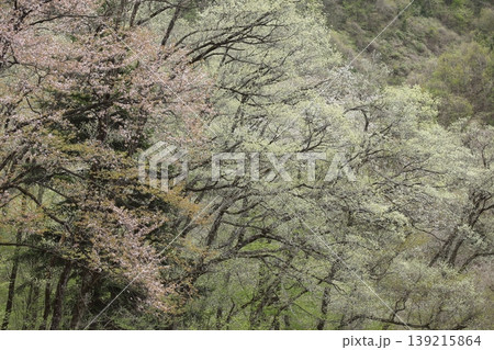 山の中の新緑 山の中の新緑 139215864