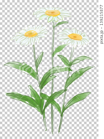 A hand-painted watercolor illustration of blooming Shasta daisies. A hand-painted watercolor illustration of blooming Shasta daisies. 139215877
