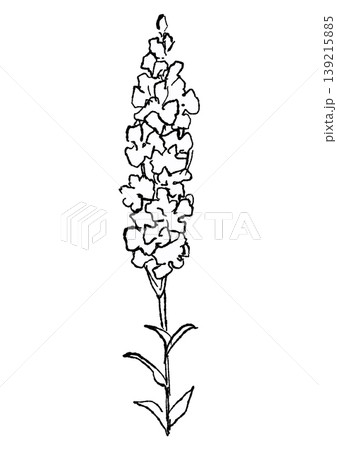 咲き誇る白いデルフィニウムの花の手描きの線画イラスト 咲き誇る白いデルフィニウムの花の手描きの線画イラスト 139215885