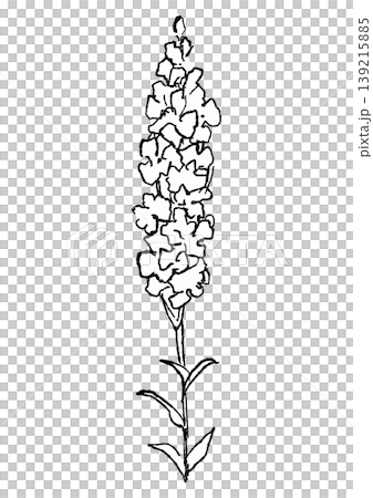 咲き誇る白いデルフィニウムの花の手描きの線画イラスト 咲き誇る白いデルフィニウムの花の手描きの線画イラスト 139215885