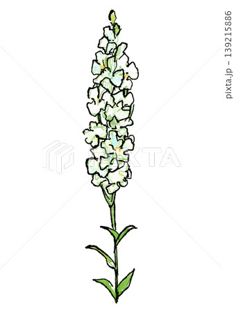 咲き誇る白いデルフィニウムの花の手描きの線画と水彩イラスト 139215886