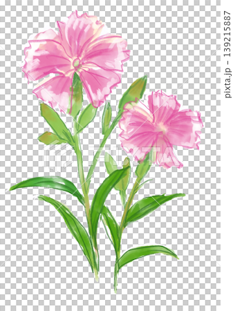 A hand-painted watercolor illustration of blooming carnations. 139215887