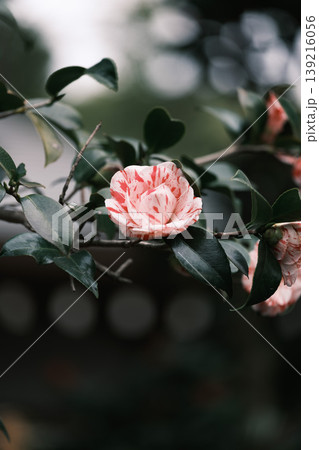緑の葉のある枝に咲く白とピンクレッドの縞模様の花びらを持つ絞り椿 139216056