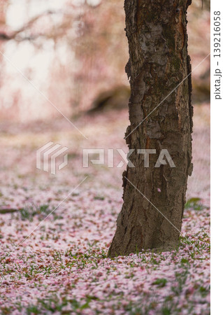 春の公園の木の根元の緑の芝生を彩る散り落ちた桜の花びら 139216058