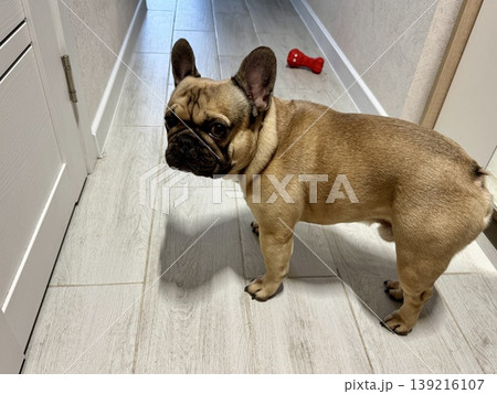 a French bulldog dog of fawn color, young and energetic at home a French bulldog dog of fawn color, young and energetic at home 139216107