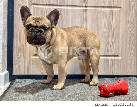 a French bulldog dog of fawn color, young and energetic at home a French bulldog dog of fawn color, young and energetic at home 139216133