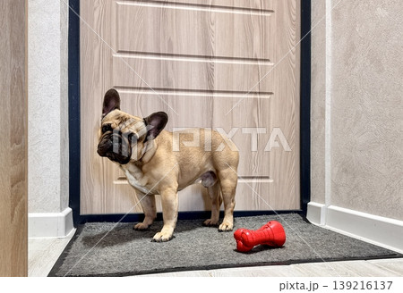 a French bulldog dog of fawn color, young and energetic at home a French bulldog dog of fawn color, young and energetic at home 139216137