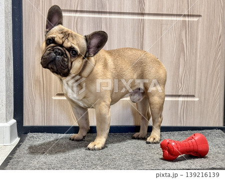a French bulldog dog of fawn color, young and energetic at home 139216139