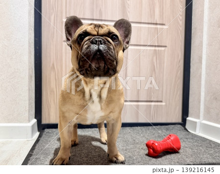 a French bulldog dog of fawn color, young and energetic at home a French bulldog dog of fawn color, young and energetic at home 139216145