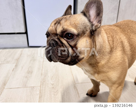 a French bulldog dog of fawn color, young and energetic at home 139216146
