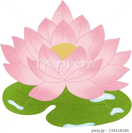 pink lotus flower 139216180