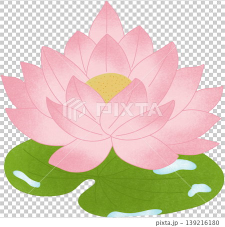 pink lotus flower 139216180